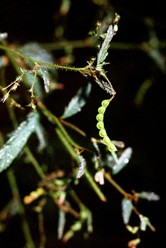 Aeschynomene.jpg